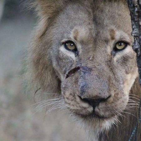 Lionsview Private Lodge - 6 Lions Марлот Парк Екстериор снимка