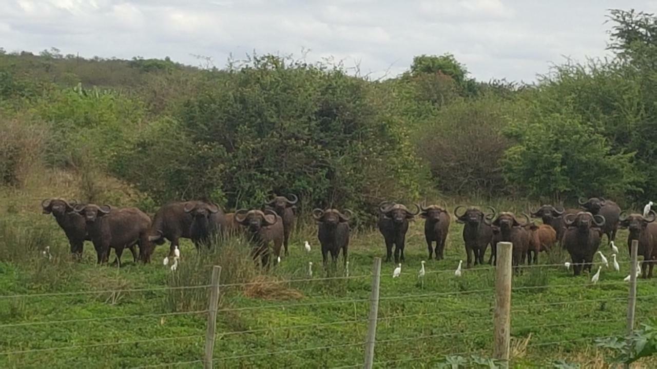 Lionsview Private Lodge - 6 Lions Марлот Парк Екстериор снимка