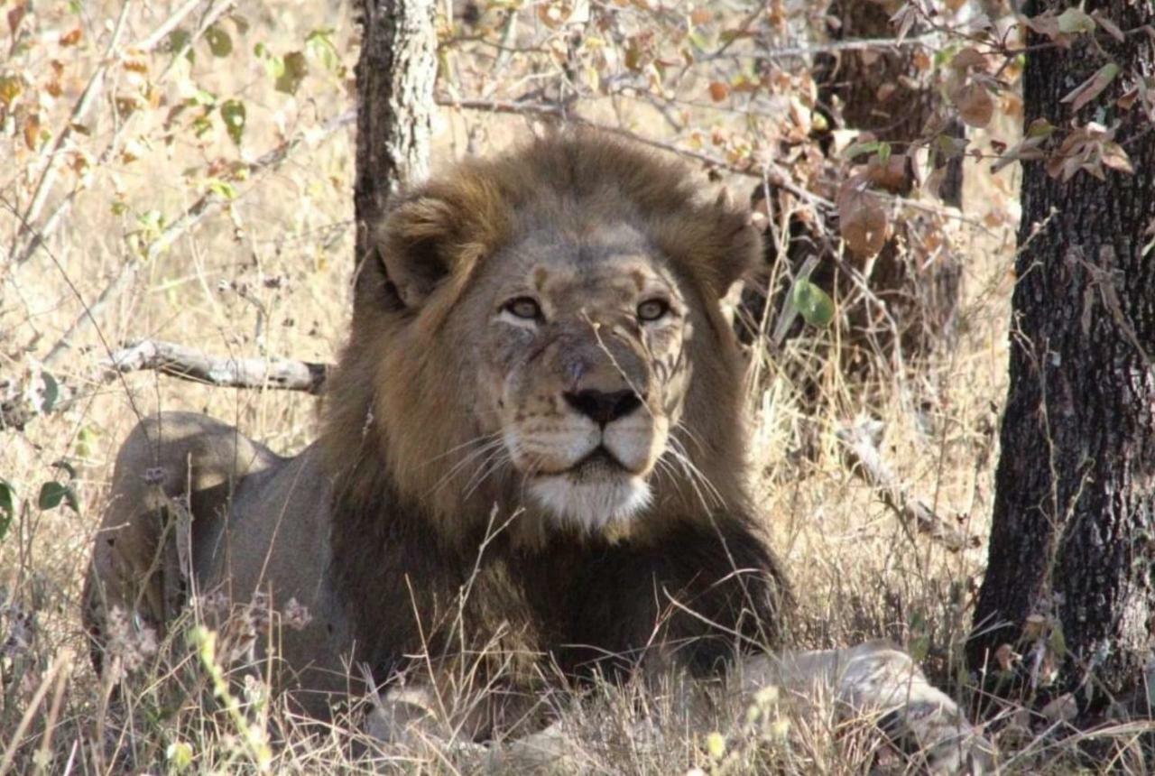 Lionsview Private Lodge - 6 Lions Марлот Парк Екстериор снимка
